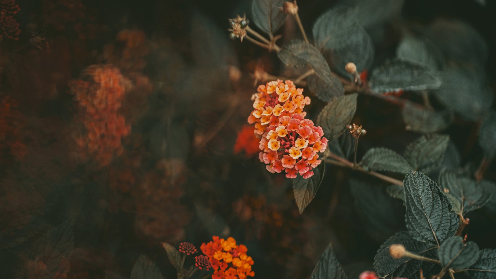 Enneagram therapy and self-discovery at Full Bloom Counseling Denver