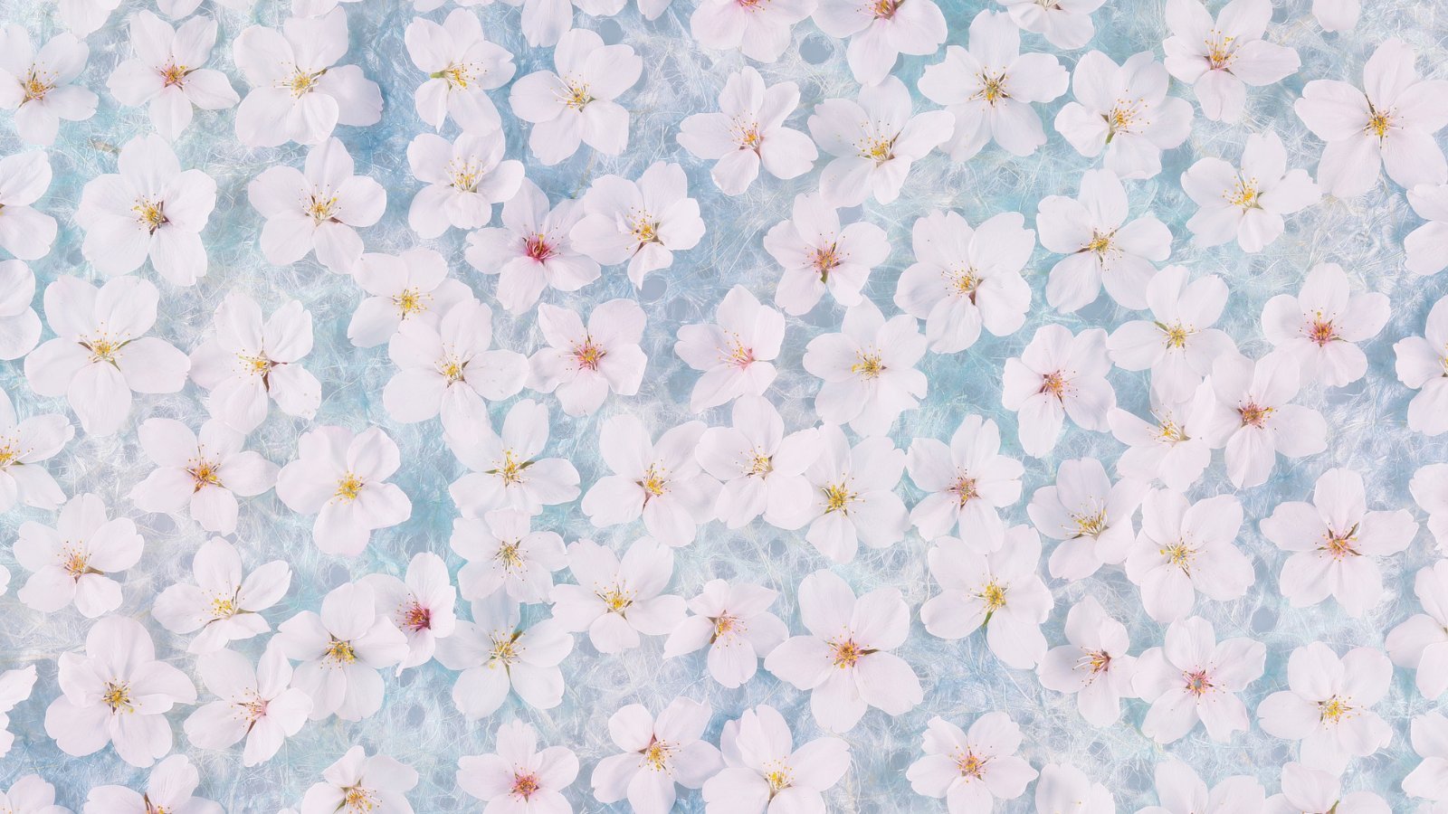 White cherry blossoms — starting therapy Denver