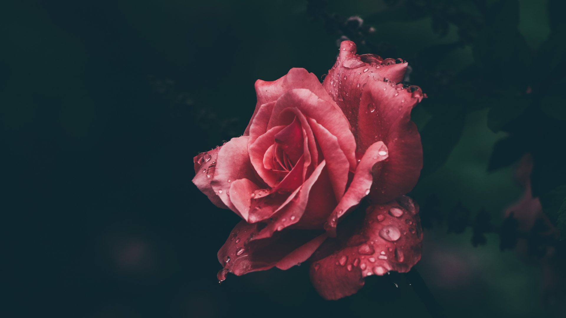 Pink rose in full bloom with raindrops — how long therapy takes to work