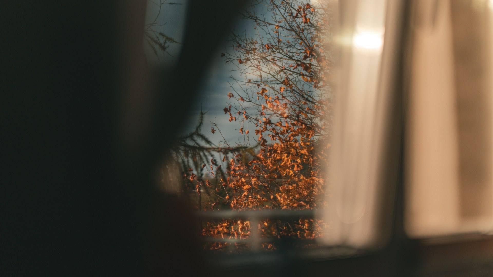 Autumn tree seen through a window beside a softly lit curtain