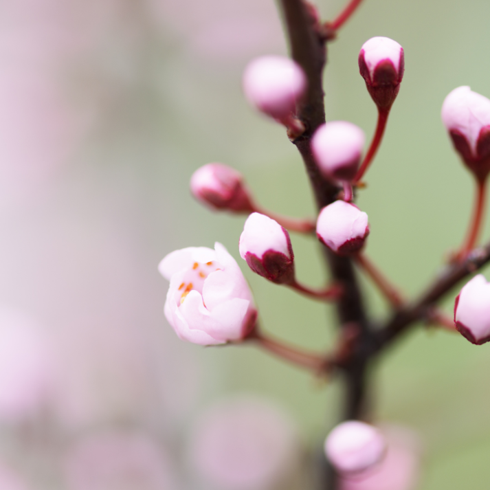 Family Counseling in Denver, Colorado